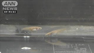 “性指向”たった1つの遺伝子が左右　東大研究(2021年2月27日)