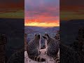 Date night! Racoons in ❤️ . #sunset #funny #nature #beautiful #love #ai #shorts