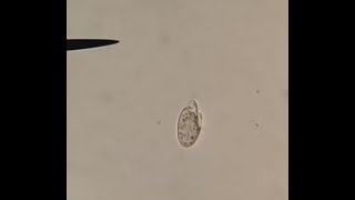 cryptophyta 22/06/2025