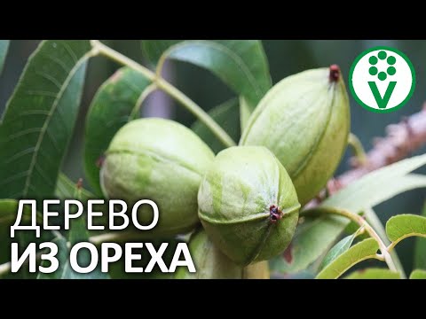 САМЫЙ ПРОСТОЙ СПОСОБ ВЫРАСТИТЬ ГРЕЦКИЙ ОРЕХ! Выращивание грецкого ореха из семян БЕЗ РАССАДЫ