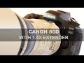 Canon 80D with 1.4x Mk III Extender