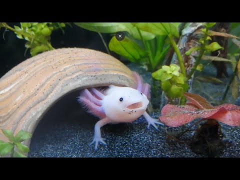 axolotl yawn