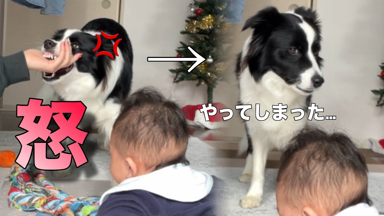 普段、優しいオルカが怒っている理由は…　怒った後の行動にも注目！#ボーダーコリー #赤ちゃん #bordercollie #baby
