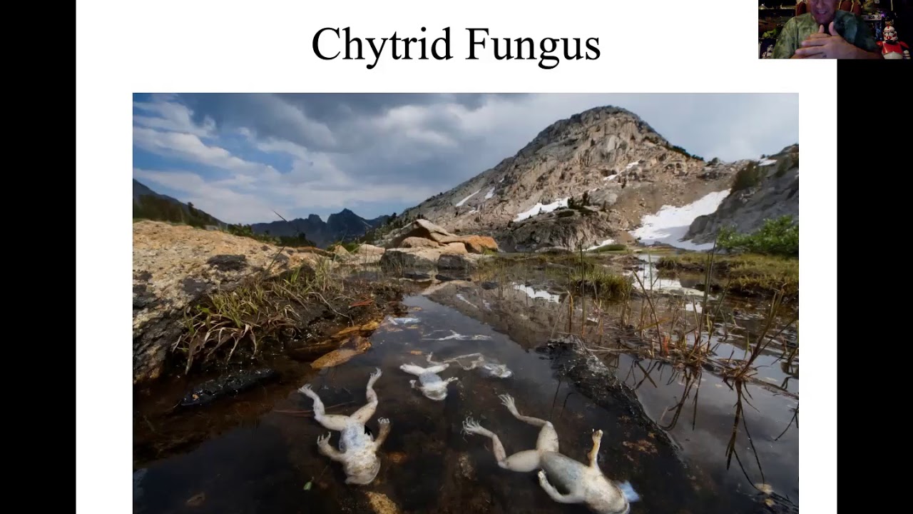 Chytrid Fungus and Amphibian Decline