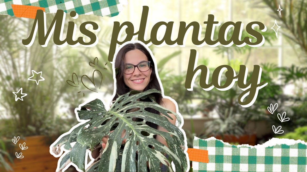 Así están mis plantas después del verano 🌿 Noticias buenas y malas 🫠