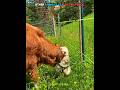 Other Animals Vs Electric Fence ☠️ #trollface  #usa #troll #edit #fyp #animals