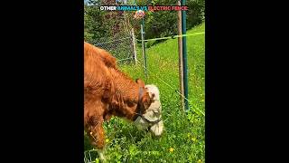 Other Animals Vs Electric Fence ☠️ #trollface  #usa #troll #edit #fyp #animals