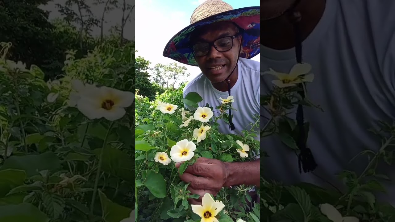 Chanana, uma planta PANC. #plantas #plantas #saúde