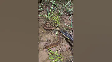 Eels Eelfishing 