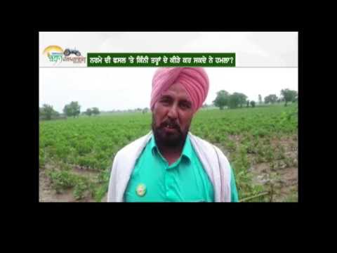 Sonalika Kisan Helpline | Season-2 | ਬਿਜਾਈ ਤੋਂ ਬਾਅਦ ਨਰਮੇ ਦੀ ਫਸਲ ਦੀ ਸਾਂਭ ਸੰਭਾਲ