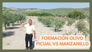 🌳 Diferencias Formación de Olivos:  Picual vs Manzanillo