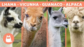 Lhama Vs Alpaca Vs Vicunha Vs Guanaco Diferenças E Características