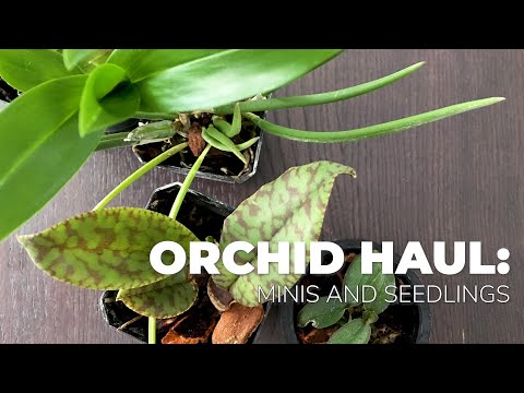 Orchid Haul 2019: Minis And Seedlings From Orchids By Hausermann