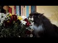 Наша кошка любит цветы ... есть!