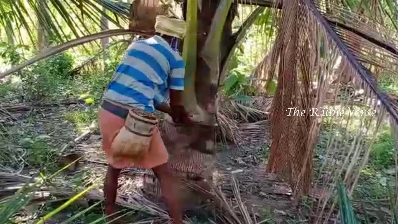 Young Coconut Tree Trimming, Coconut Tree Stump Removal YouTube