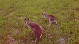 Kangaroo Kingdom from Above: DJI Mini 2 Takes You on an Aerial Safari!