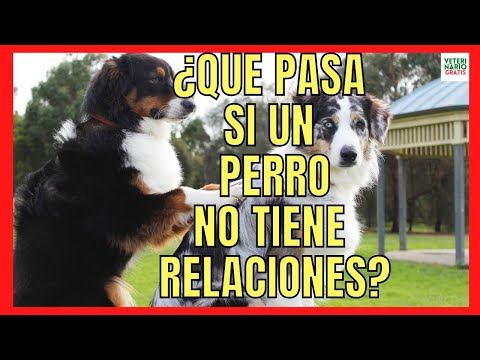 Video: Signos de embarazo falso en perros