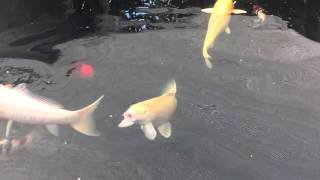 eten koi 6-5-2016