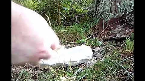 Rudiger Roll - No Ash - No Tools - All Natural - Fire Roll Friction Fire - On the spot - Primitive