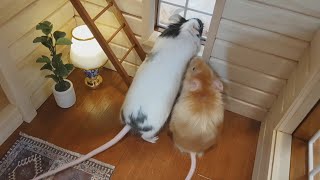 Cabin Update and Inventory, with a little help from the mice :)