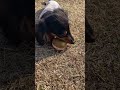 お友達からオモチャを借りたよ【カニンヘンダックス・チョコの日常】Kaninchen Dachshund #shorts