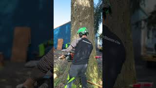 Dropping a big Fir next to a house 🌲