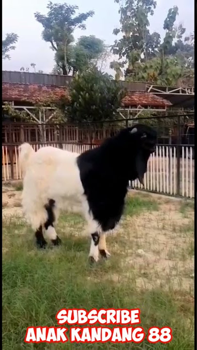 Super Etawa Goat stud || Pejantan Kambing Etawa Super #shorts #kambingetawasuper