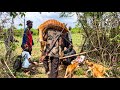 Deer hunting in nigeria  abeokutaegba hunters  hunting ep9