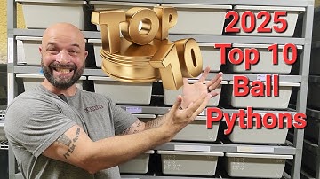 Counting Down My Top 10 Favorite Ball Pythons of 2025