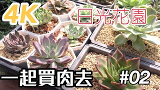 【一起買肉去】#02 4K 日光花園帶大家逛多肉植物園子買多肉buy ...