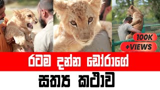 DORA | රටම දන්න ඩෝරා ගේ සත්‍ය කථාව  DORA The Baby Lion