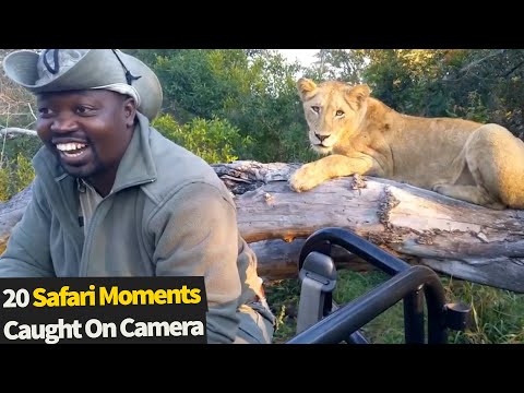 20 Amazing Safari Moments Caught On Camera