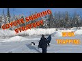 Coyote trapping challenges and chasing the elusive mink trapping coyote mink