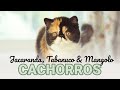 Gatitos bebés exóticos y persas - Camada Marigolds 2018