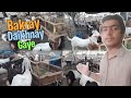 Bakray Daikhnay Gaye🐐|Qurbani|Qurbani 2024|Bakray|Mian Abdul Mateen