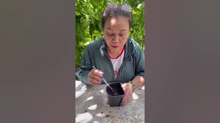 How to grow muscadine from seeds! 🍇 #muscadine #grape #shorts