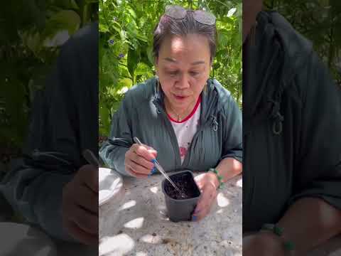 Video: Wann haben Scuppernong-Trauben Saison?