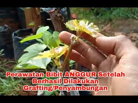 Perawatan Bibit ANGGUR Setelah Berhasil Dilakukan Grafting/Penyambungan