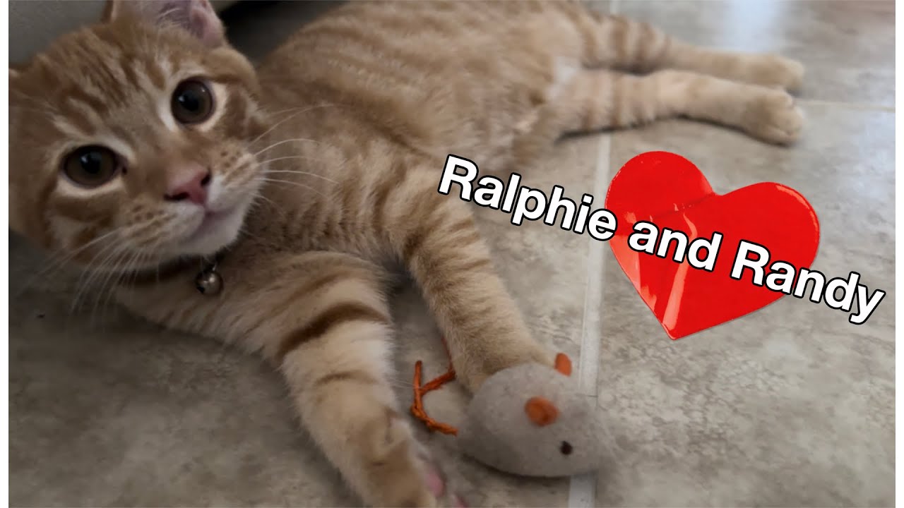 Ralphie and Randy’s 3rd visit to the Vet, Growing up and out, Out Growing Cat Carrier