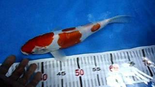 โคฮากุ 32 cm..AVI