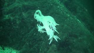 Giant Nudibranch   McKenzie Bight Victoria BC
