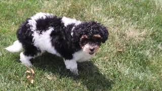 Mini Poodle Puppy For Sale