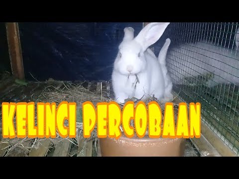 Video: Cara Membuat Tempat Tidur Gantung Untuk Kelinci Percobaan