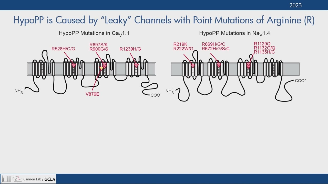 2023 aanem annual meeting dr  stephen cannon mp4 1080p