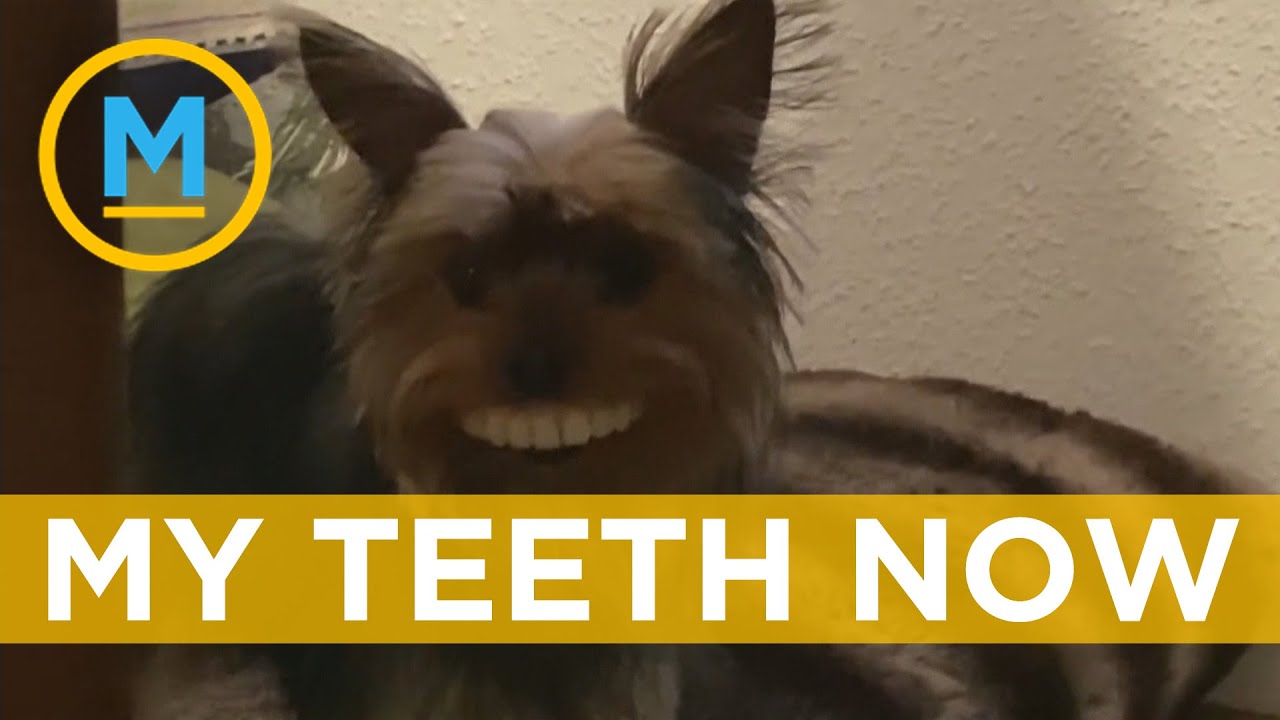 Yorkie stole fake teeth from its owner and looks hilarious when wearing them Your Morning