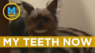 Yorkie stole fake teeth from its owner and looks hilarious when wearing them | Your Morning