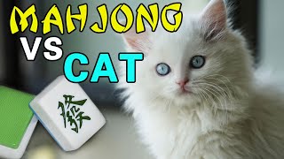 [Cat Challenge] Cat vs Mahjong, record of kittens passing Mahjong obstacles screenshot 4