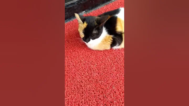 Watch the video about Cat's color is amazing 😍
