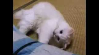 g♥Момент Кошка летает♥кот Котик Кошечка кошки милый смешной g♥Момент Кошка летает♥кот Котик Кошечка кошки милый смешной