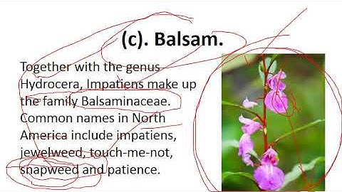 #Mcq33#floriculture#complete#syllabus#AGRI#SILVI#GURUSTEP#by#step#guide #DDASO#click#exam